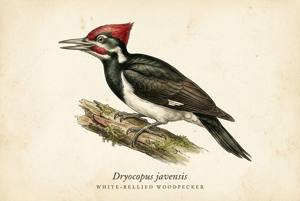 White-bellied Woodpecker illustration