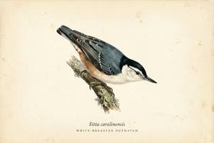 White-breasted Nuthatch illustration