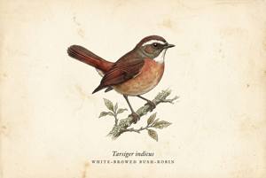 White-browed Bush-Robin illustration