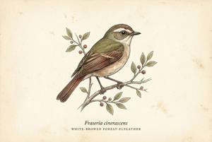 White-browed Forest-Flycatcher illustration