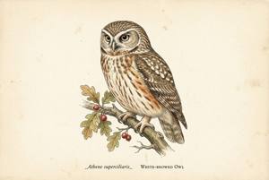 White-browed Owl illustration