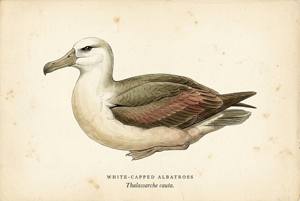 White-capped Albatross illustration