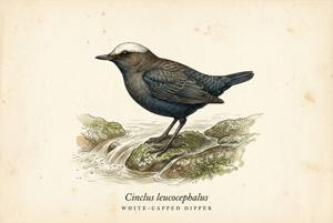 White-capped Dipper illustration