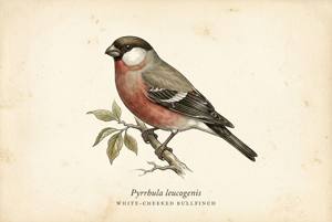 White-cheeked Bullfinch illustration