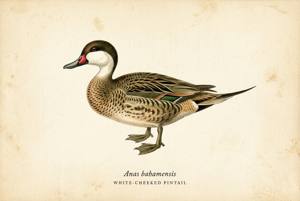 White-cheeked Pintail illustration