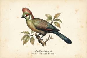 White-cheeked Turaco illustration