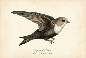White-chested Swift illustration