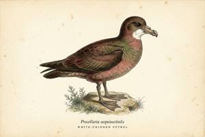 White-chinned Petrel illustration