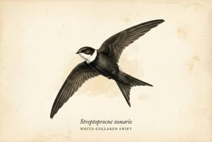 White-collared Swift illustration