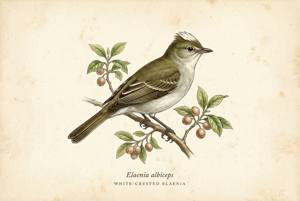 White-crested Elaenia illustration