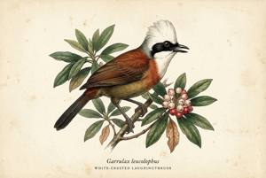 White-crested Laughingthrush illustration