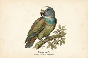White-crowned Parrot illustration