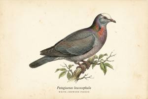 White-crowned Pigeon illustration