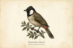 White-eared Bulbul illustration