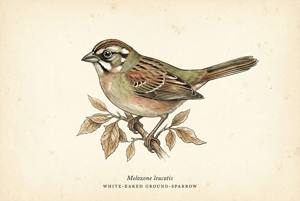 White-eared Ground-Sparrow illustration