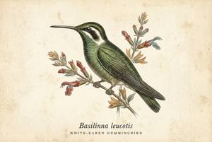 White-eared Hummingbird illustration