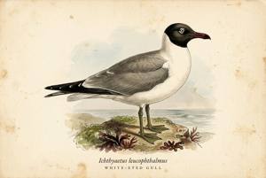 White-eyed Gull illustration