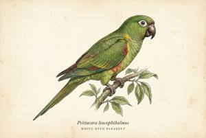 White-eyed Parakeet illustration