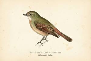 White-eyed Slaty-Flycatcher illustration