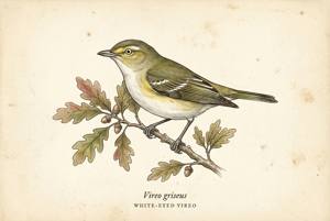 White-eyed Vireo illustration