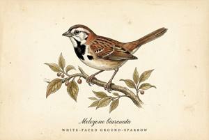 White-faced Ground-Sparrow illustration