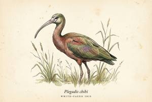 White-faced Ibis illustration