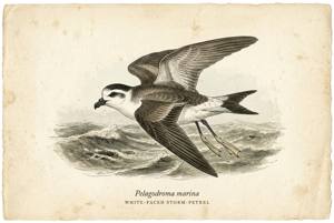 White-faced Storm-Petrel illustration