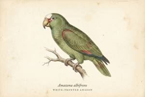 White-fronted Amazon illustration