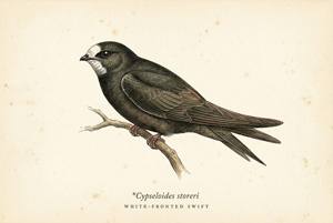 White-fronted Swift illustration
