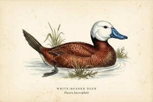 White-headed Duck illustration