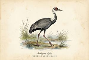 White-naped Crane illustration