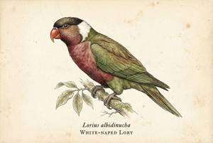 White-naped Lory illustration