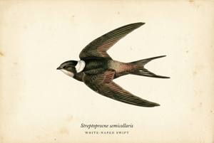 White-naped Swift illustration