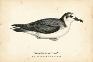 White-necked Petrel illustration
