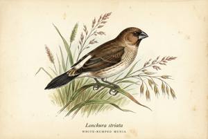 White-rumped Munia illustration