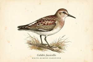 White-rumped Sandpiper illustration