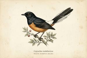 White-rumped Shama illustration