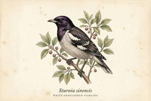 White-shouldered Starling illustration