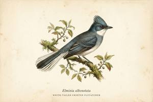 White-tailed Crested Flycatcher illustration