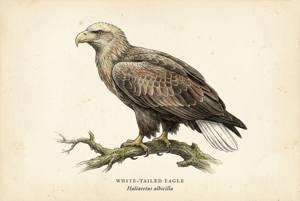 White-tailed Eagle illustration