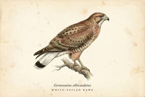 White-tailed Hawk illustration