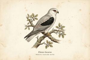 White-tailed Kite illustration