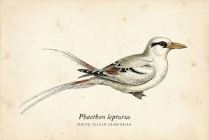White-tailed Tropicbird illustration