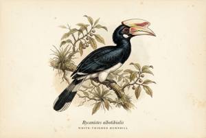 White-thighed Hornbill illustration
