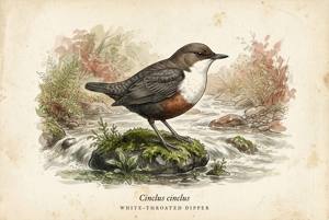 White-throated Dipper illustration
