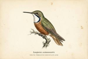 White-throated Mountain-gem illustration