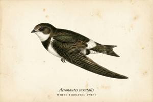 White-throated Swift illustration