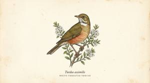 White-throated Thrush illustration