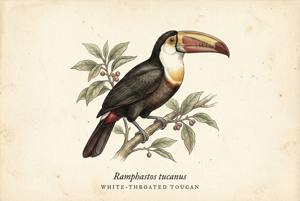 White-throated Toucan illustration