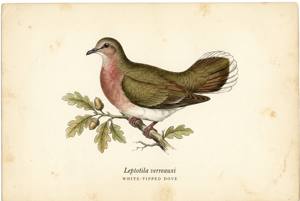 White-tipped Dove illustration